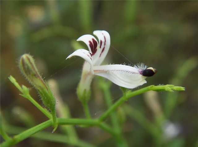 andrographis paniculata 2